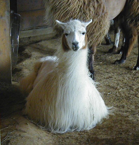 Fluffy Llama